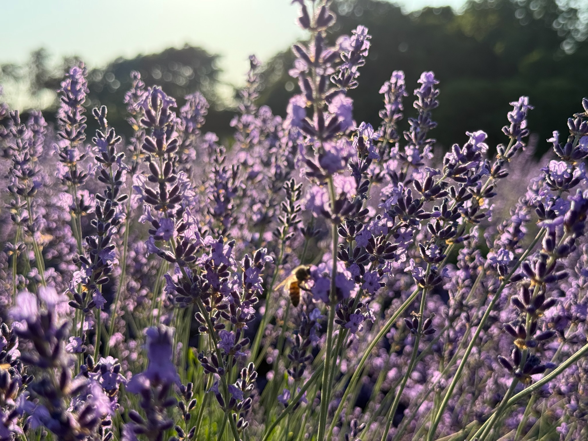 Close up view of a lavender farm with a bee on a lavender bloom.